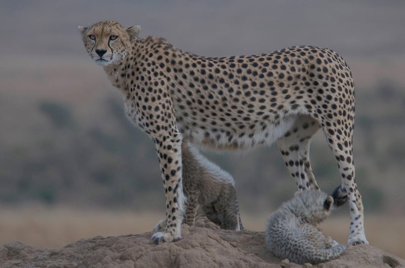 Cheetah in Serengeti National Park