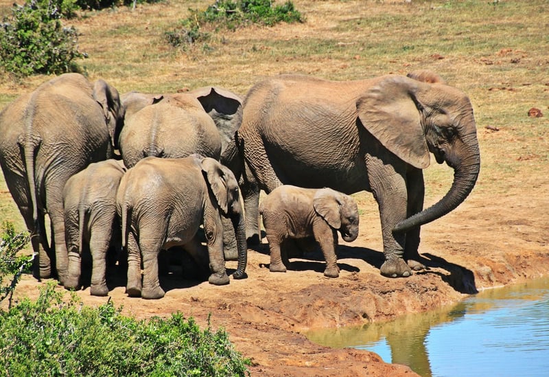 Elephants in Maasai Mara