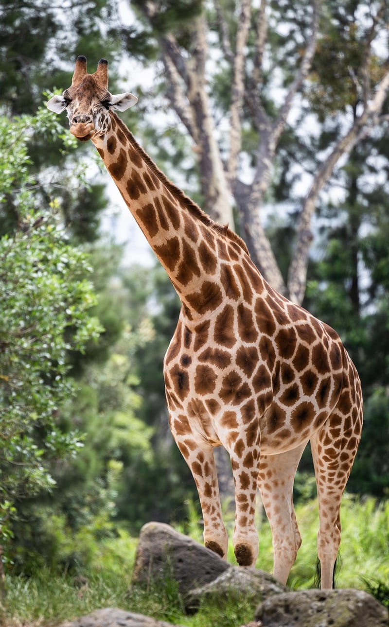 Giraffe in Kruger National Park